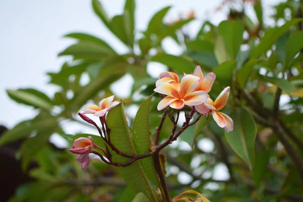 Frangipani Plumeria Tiare Bloem Tahitiaanse Gardenia Natuurlijke Achtergrond Thailand Closeup — Stockfoto