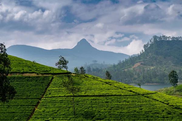 Çay plantasyon Adams tepe, Sri Pada, kutsal Budist dağ, Sri Lanka, seyahat hedef ile Panoraması