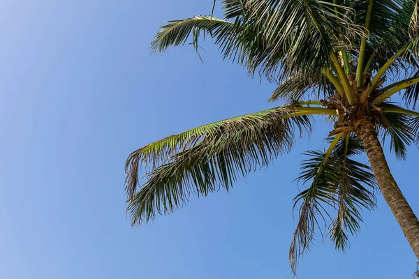 Paraíso Tropical Palma Coco Cielo Azul Sri Lanka Destino Viaje — Foto de Stock