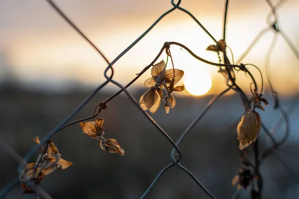 Blomma Bakom Kedjan Staket Sunset Fängelse Invandrare Flyktingar Privat Egendom — Stockfoto