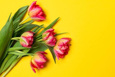 Sevgililer kadın anneler günü kavramı sarı arka plan, kopya alanı, üzerinde 8 Mart bahar - Pembe lale ana sayfa görünümü