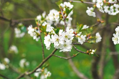 Bahar, doğa sahne - ağaç çiçek açan güzel elma çiçeği