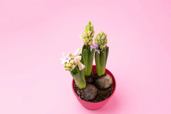 Minimale Concept Lente Bloeiende Bloemen Van Hyacint Helder Roze Achtergrond — Stockfoto