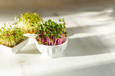 Beyaz ahşap arka planda mikroyeşil Kress, pembe turp lahanası