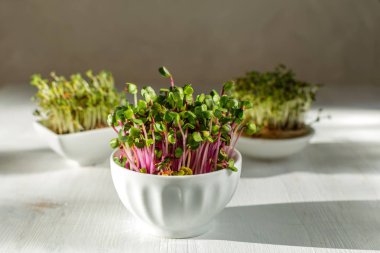 Beyaz ahşap arka planda mikroyeşil Kress, pembe turp lahanası