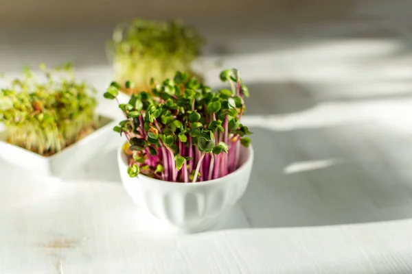 Microgreen Kress, roze radijs scheuten op witte houten achtergrond — Stockfoto