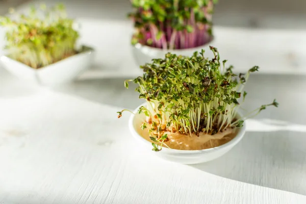 Microgreen Kress, roze radijs scheuten op witte houten achtergrond — Stockfoto