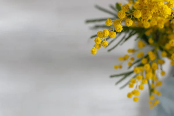 春の花の背景、灰色の背景にミモザの花、シンボ — ストック写真