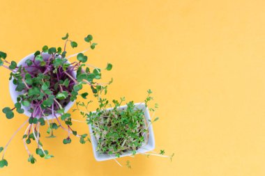 Mikroyeşil Kress, sarı arka planda pembe turp lahanası, düz