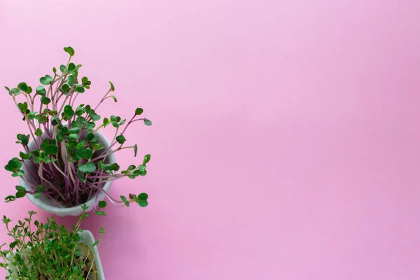 Microgreen Kress, roze radijs scheuten op roze achtergrond, platte l — Stockfoto