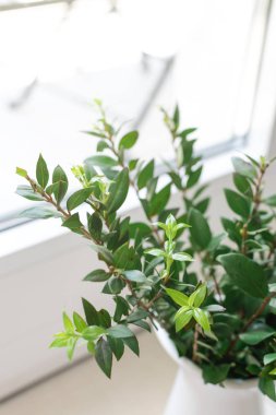 Beyaz arı içinde Boxwood mersin dalı