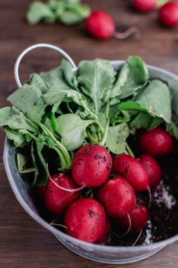 Yaz hasat konsepti - kir ile taze pembe turp