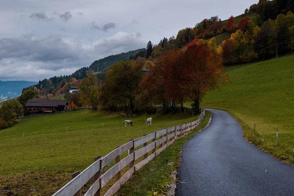 Selektiver Fokus Herbststraße Ohne Menschen Isolation Und Einer Mit Naturkonzept — Stockfoto