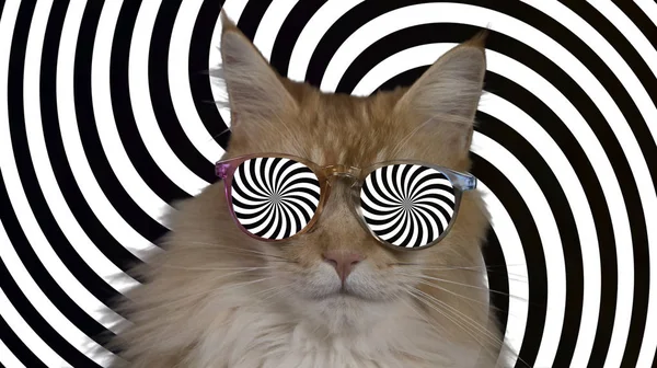Bonito Cool Disco Gato Com Óculos Sol Hipnóticos — Fotografia de Stock