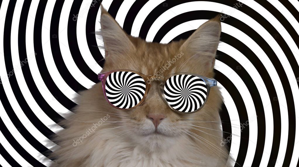 beautiful cool disco cat with hypnotic sunglasses