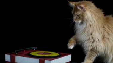 bir plak çalar yanında güzel serin disko kedi