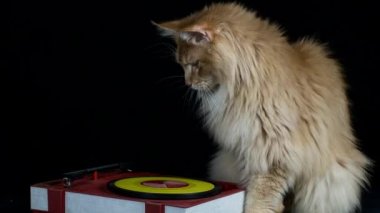 bir plak çalar yanında güzel serin disko kedi