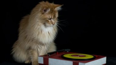 bir plak çalar yanında güzel serin disko kedi