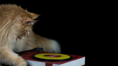 Kayıt çalarile kedi yakın çekim