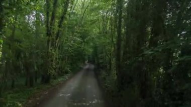 Ağaçlar bir tünel üzerinden İngiltere'de bir ülke yolda sürüş bir aracın ön bağlı bir kamera çekim Pov