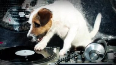 tırmalamak dj köpek. şirin bir jack Russell köpek djing bir disko ayarlama