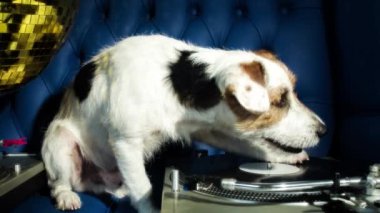 tırmalamak dj köpek. şirin bir jack Russell köpek djing bir disko ayarlama