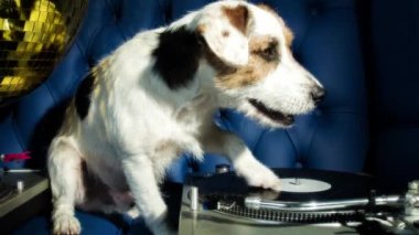 tırmalamak dj köpek. şirin bir jack Russell köpek djing bir disko ayarlama