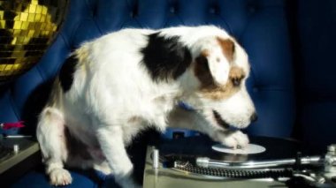 tırmalamak dj köpek. şirin bir jack Russell köpek djing bir disko ayarlama