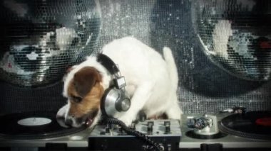 tırmalamak dj köpek. şirin bir jack Russell köpek djing bir disko ayarlama