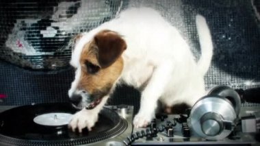 tırmalamak dj köpek. şirin bir jack Russell köpek djing bir disko ayarlama