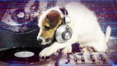 tırmalamak dj köpek. şirin bir jack Russell köpek djing bir disko ayarlama