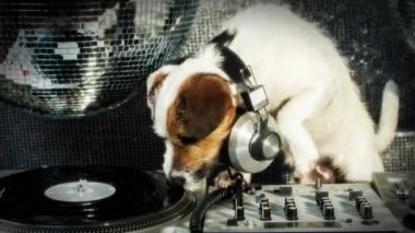 tırmalamak dj köpek. şirin bir jack Russell köpek djing bir disko ayarlama