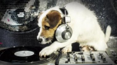 tırmalamak dj köpek. şirin bir jack Russell köpek djing bir disko ayarlama