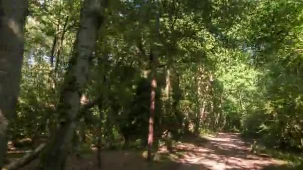 イギリスの国の道路の木のトンネルを通って運転車の前面に装着されたカメラから撮影ハメ撮り — ストック動画