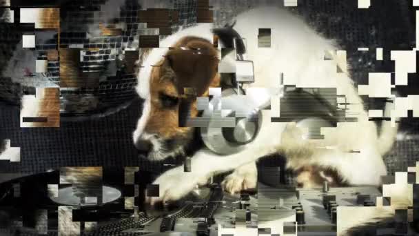 Perro Arañando Lindo Gato Russell Perro Djing Disco Ajuste — Vídeo de stock