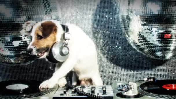 DJ kutya karcolás. egy aranyos jack russell kutya DJ egy diszkó beállítása