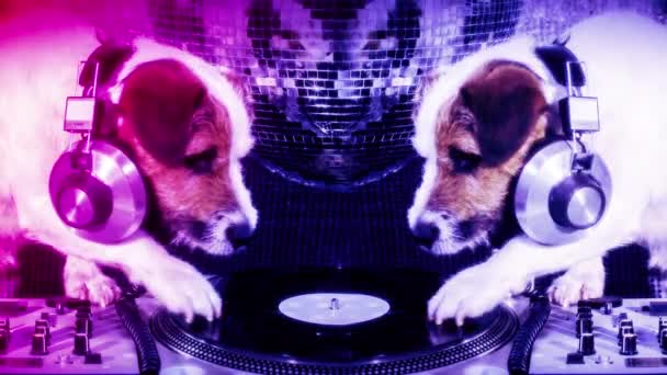 Cane Che Gratta Simpatico Jack Russell Dog Djing Discoteca — Video Stock