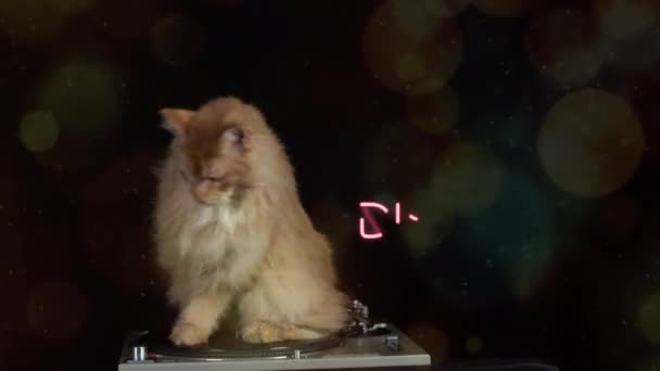 Beau Chat Disco Cool Tournant Autour Sur Plaque Tournante Record — Video