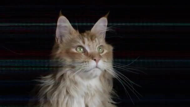 Bellissimo Gatto Disco Fresco Con Ambiente Astratto — Video Stock