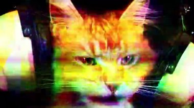 kulaklıklar ile güzel serin disko kedi