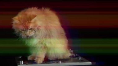 güzel serin disko kedi etrafında kayıt turntable iplik