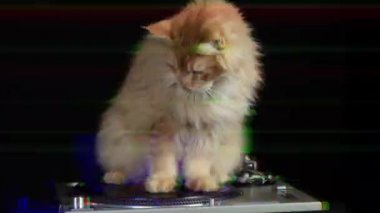 güzel serin disko kedi etrafında kayıt turntable iplik