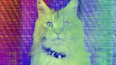 güzel serin disko kedi ile soyut ortamda