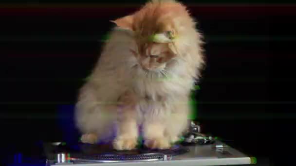 Güzel Serin Disko Kedi Etrafında Kayıt Turntable Iplik — Stok video