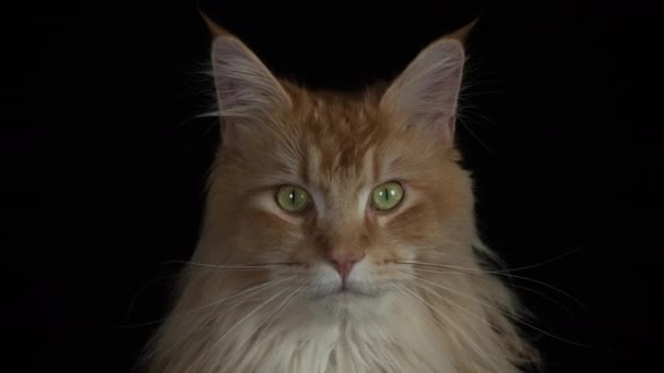 Beautiful Cool Cat Posing Looking — Stock Video