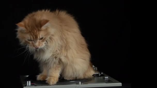 レコードのターン テーブルの回る美しいクールなディスコ猫 — ストック動画
