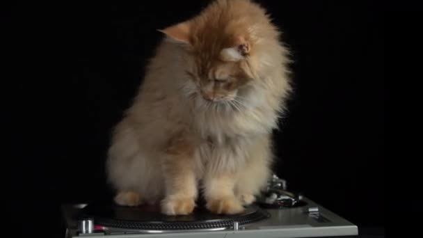 Vackra Coola Disco Katten Snurrar Runt Record Skivspelare — Stockvideo