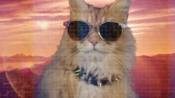 Bonito Fresco Disco Gato Com Óculos Sol — Vídeo de Stock