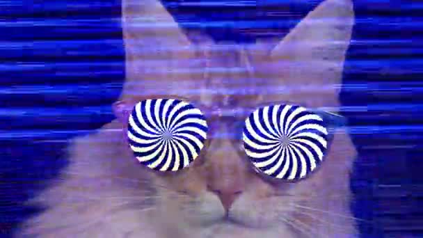 Schöne Coole Disco Katze Mit Hypnotischer Sonnenbrille — Stockvideo