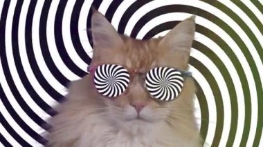 hipnotik güneş gözlüğü ile güzel serin disko kedi